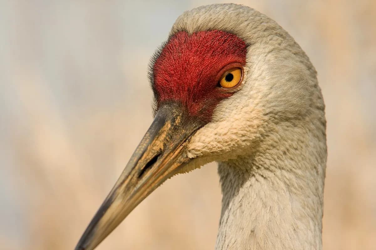 Rare Bird Species Reclaim Lost Habitats Across North America