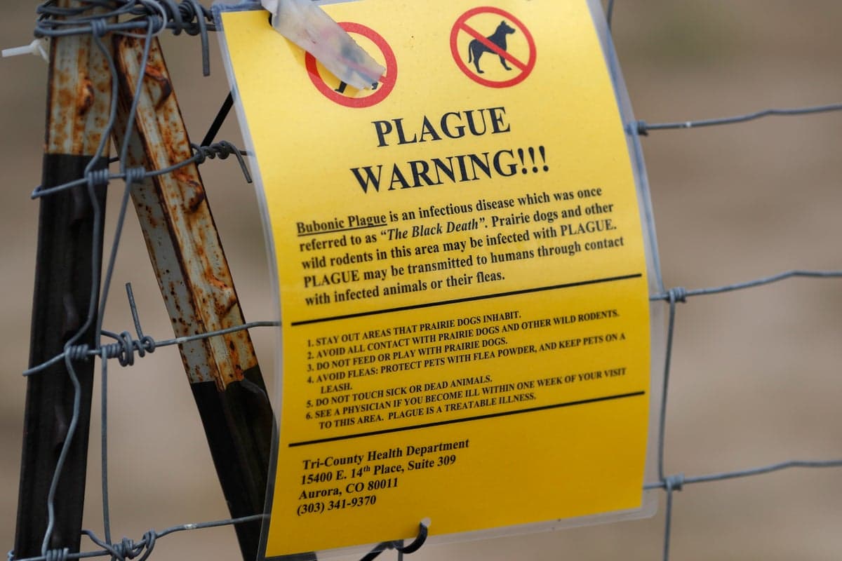 Domestic Cat in Colorado Succumbs to Rare Plague Infection