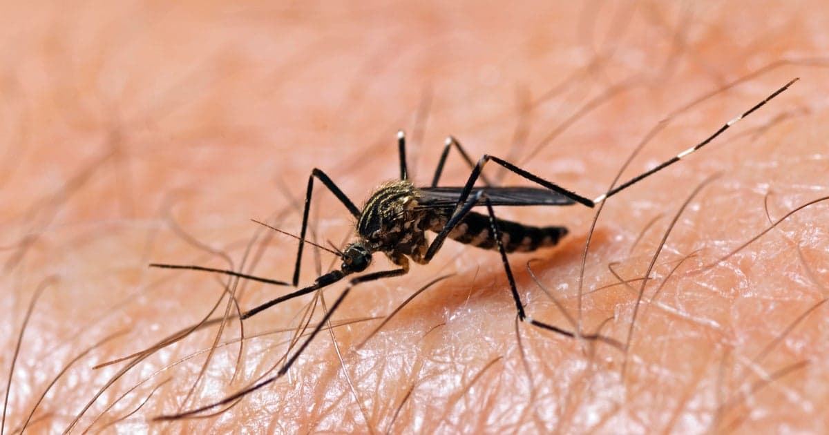 Livingston County Resident Contracts First West Nile Virus Case of 2025
