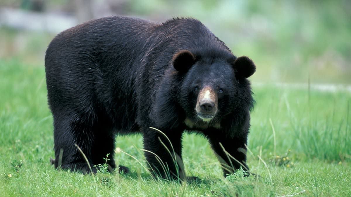Hiker Killed by Bear in Hokkaido, DNA Test to Confirm Culprit