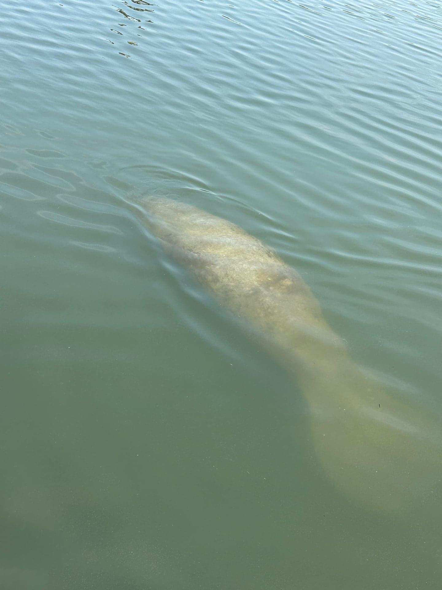Stranded Manatee Fights for Survival in Chilly Massachusetts Waters