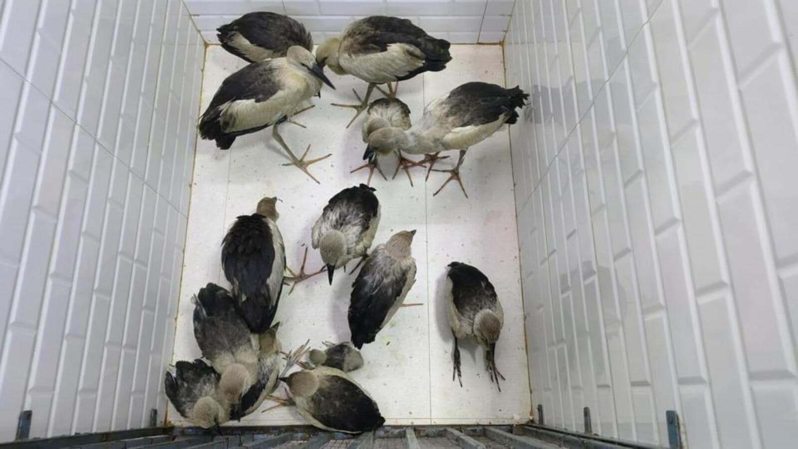Lawyer's Crusade Saves Hundreds of Endangered Storks in Coastal India
