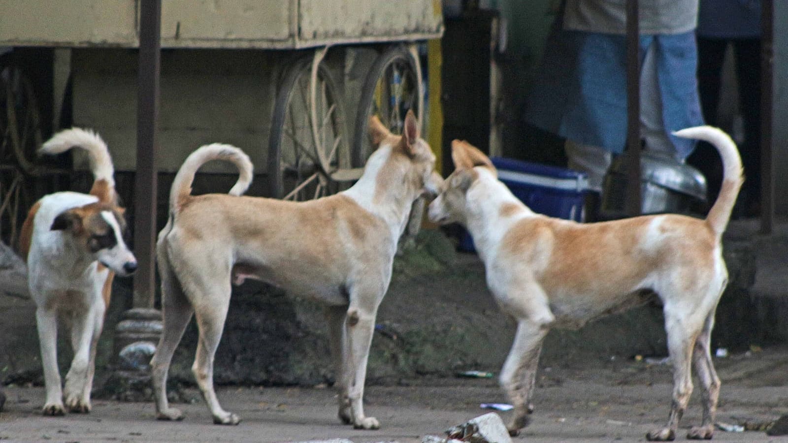 Stray Dog Carries Baby's Remains Outside Punjab Hospital, Sparking Outrage