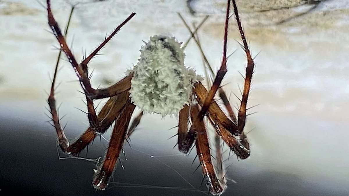 Fungus Turns Cave Spiders into 'Zombies' Across the UK