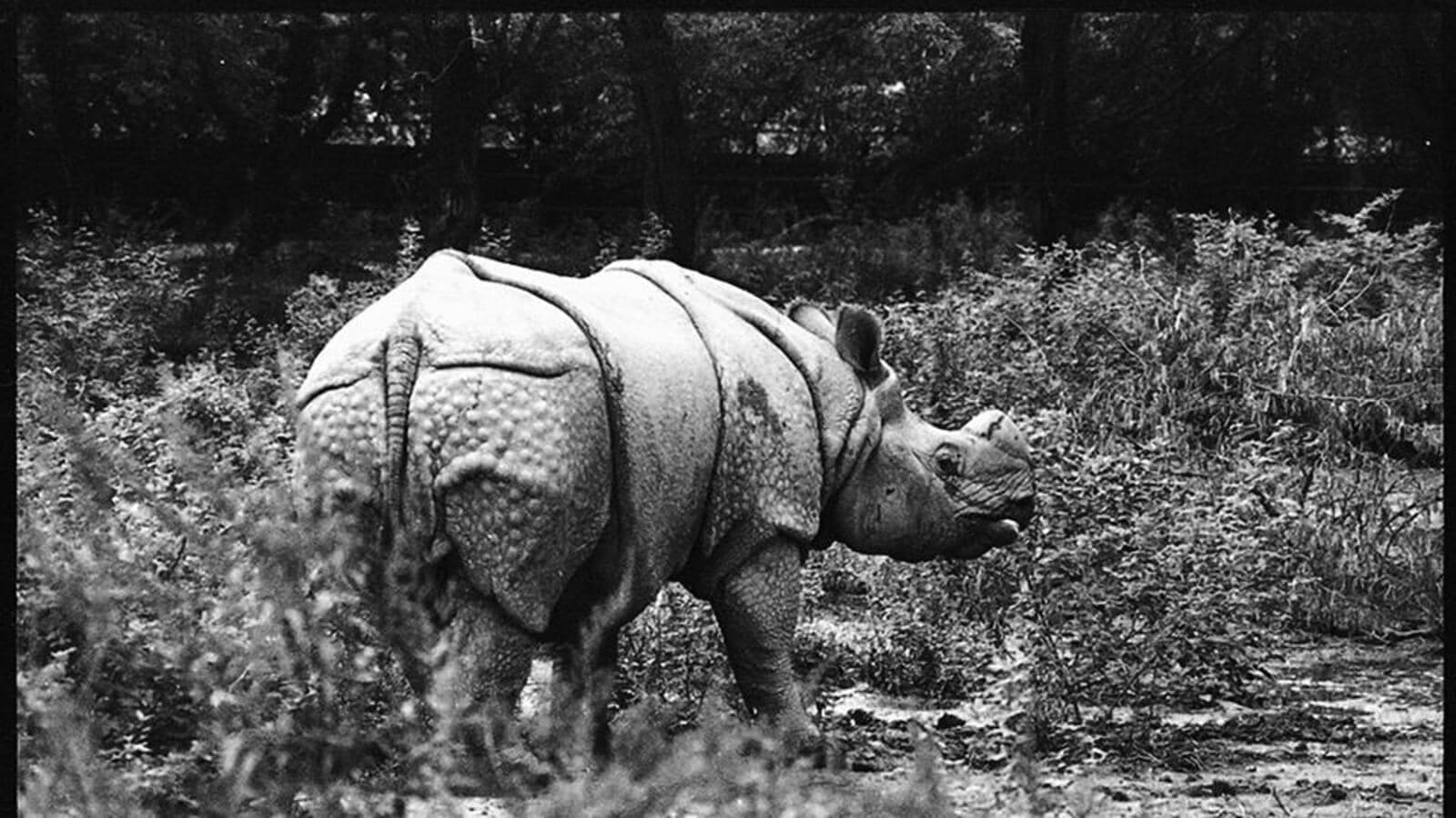 India Boasts 70% of World's Wild Tigers, Thanks to Landmark 1972 Law