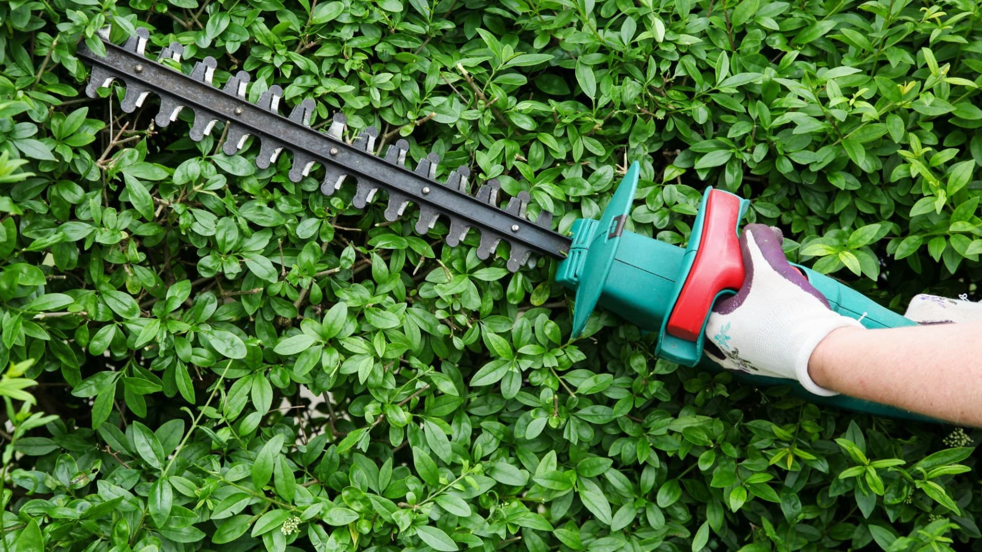 Gardeners Beware: Hedge Trimming Risks Hefty Fines and Jail Time