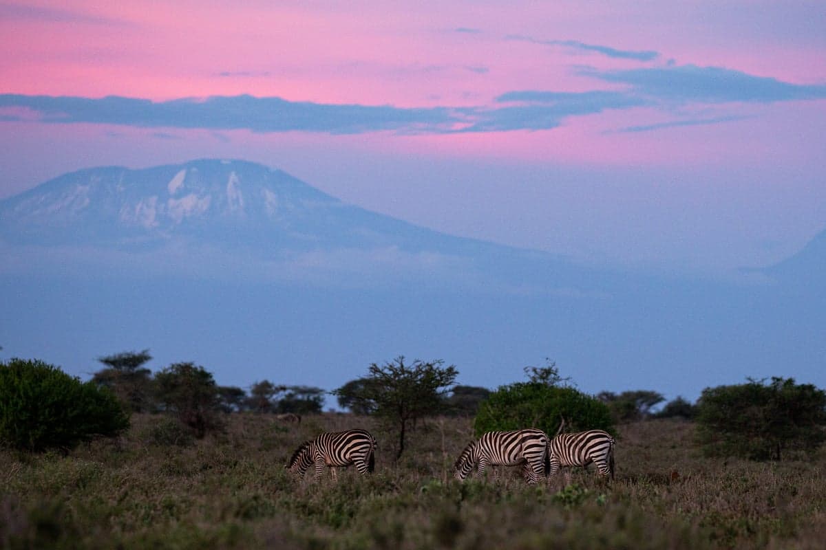 UK Aid Cuts Jeopardize Global Wildlife Conservation Efforts