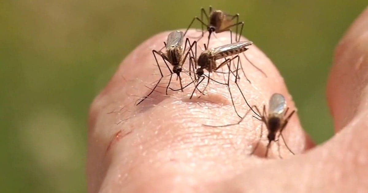 Colorado Battles Alarming West Nile Virus Spike as Mosquito Populations Soar