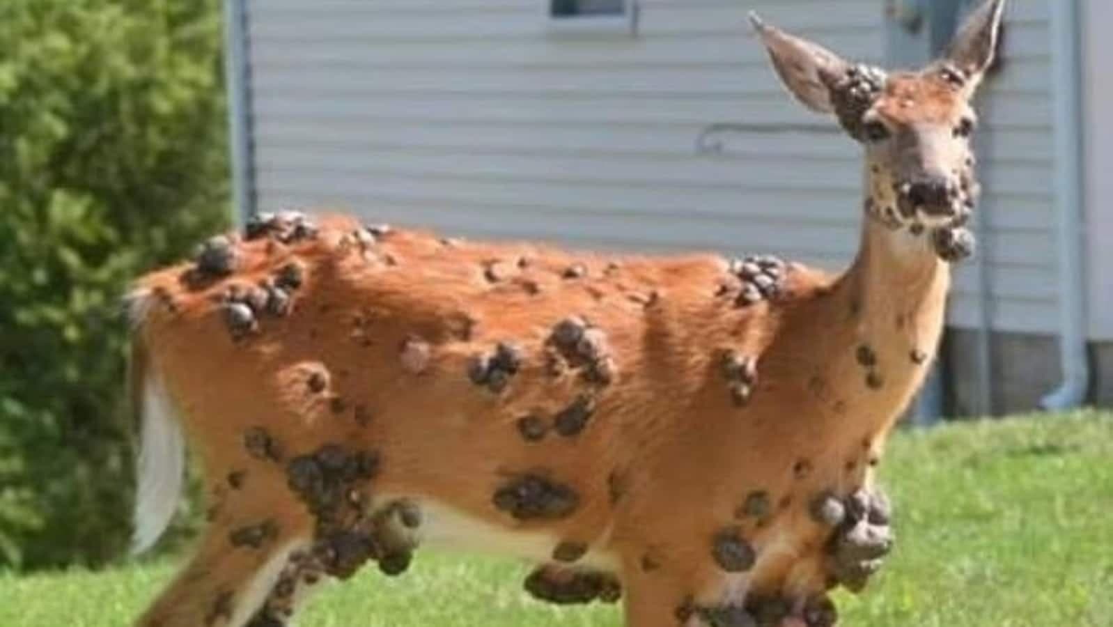 Deer Warts Spreading Across the US: Wildlife Experts Warn of Viral Outbreak