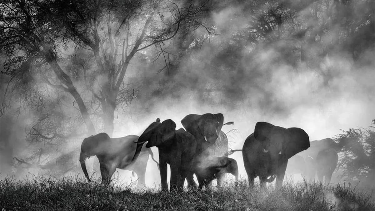Legendary Filmmaker Tackles the Unknown in Search for Vanishing Elephants
