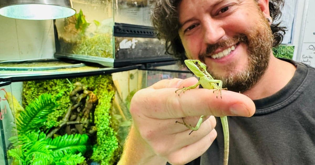 Iguana's Virgin Birth Hailed as Rare Reptile Phenomenon