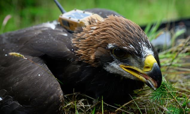 Eaglet 'Princeling' Hatches, Signaling Restoration of Golden Eagles in UK