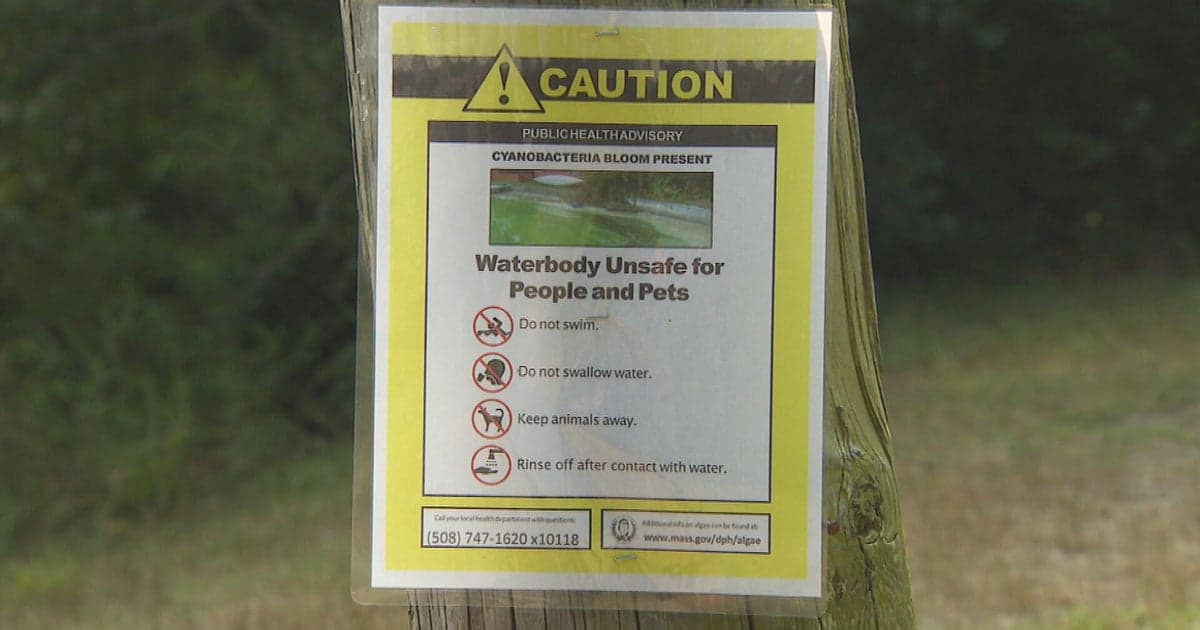 Toxic Algae Outbreak Empties Plymouth, MA Ponds