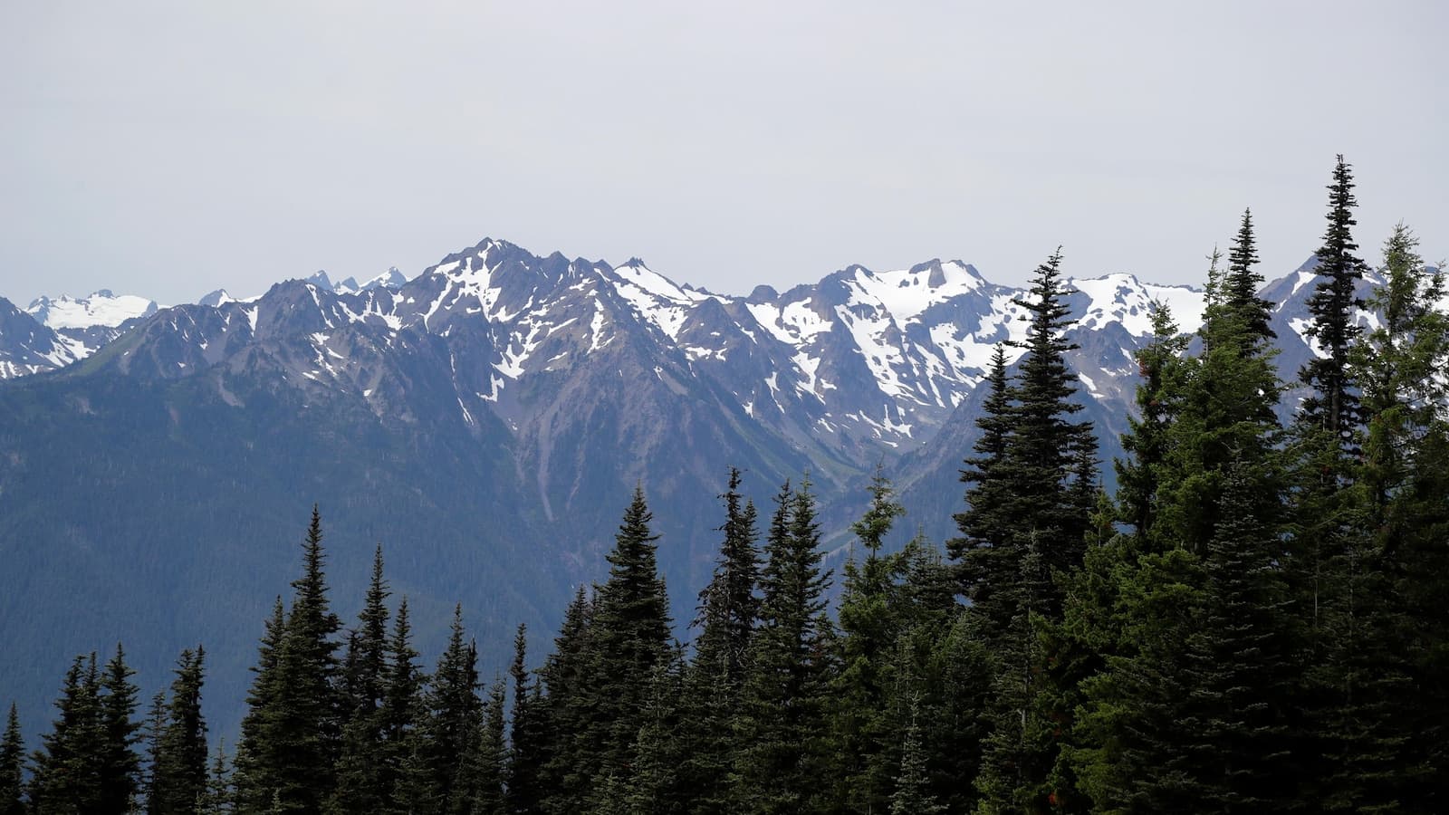 4-Year-Old Injured in Mountain Lion Attack at Olympic National Park