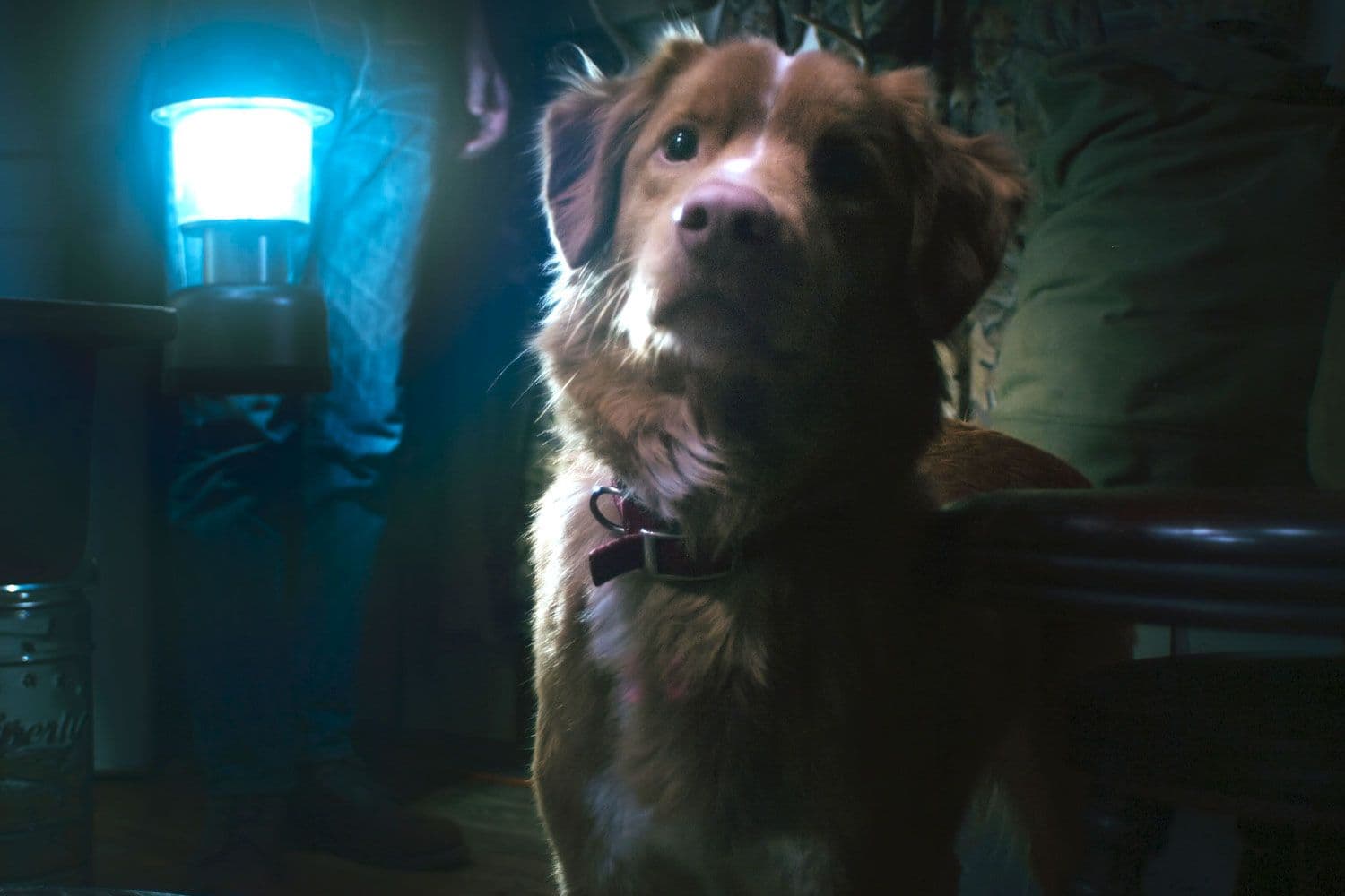 Indie Horror "Good Boy" Barks Up a Million Views, Secures Wide Release