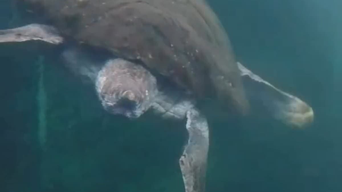 Freed Turtle Embarks on Unexpected Journey Across Open Sea