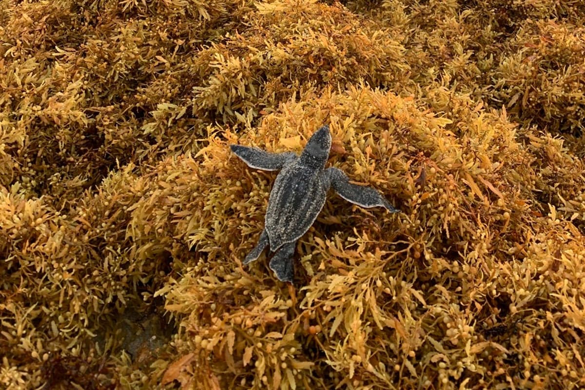 Sargassum Seaweed Blocks Baby Sea Turtles from Reaching Florida Shores