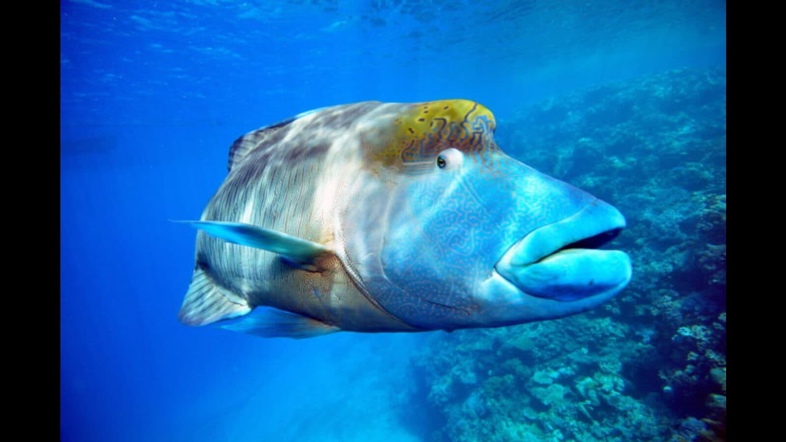 Forgotten Wonders Rediscovered: CITES Safeguards Unique Species Across the Globe