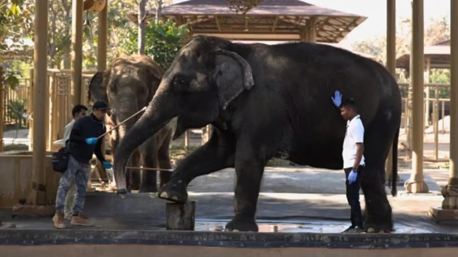 Supreme Court Probes Allegations of Animal Mistreatment at Vantara Wildlife Center