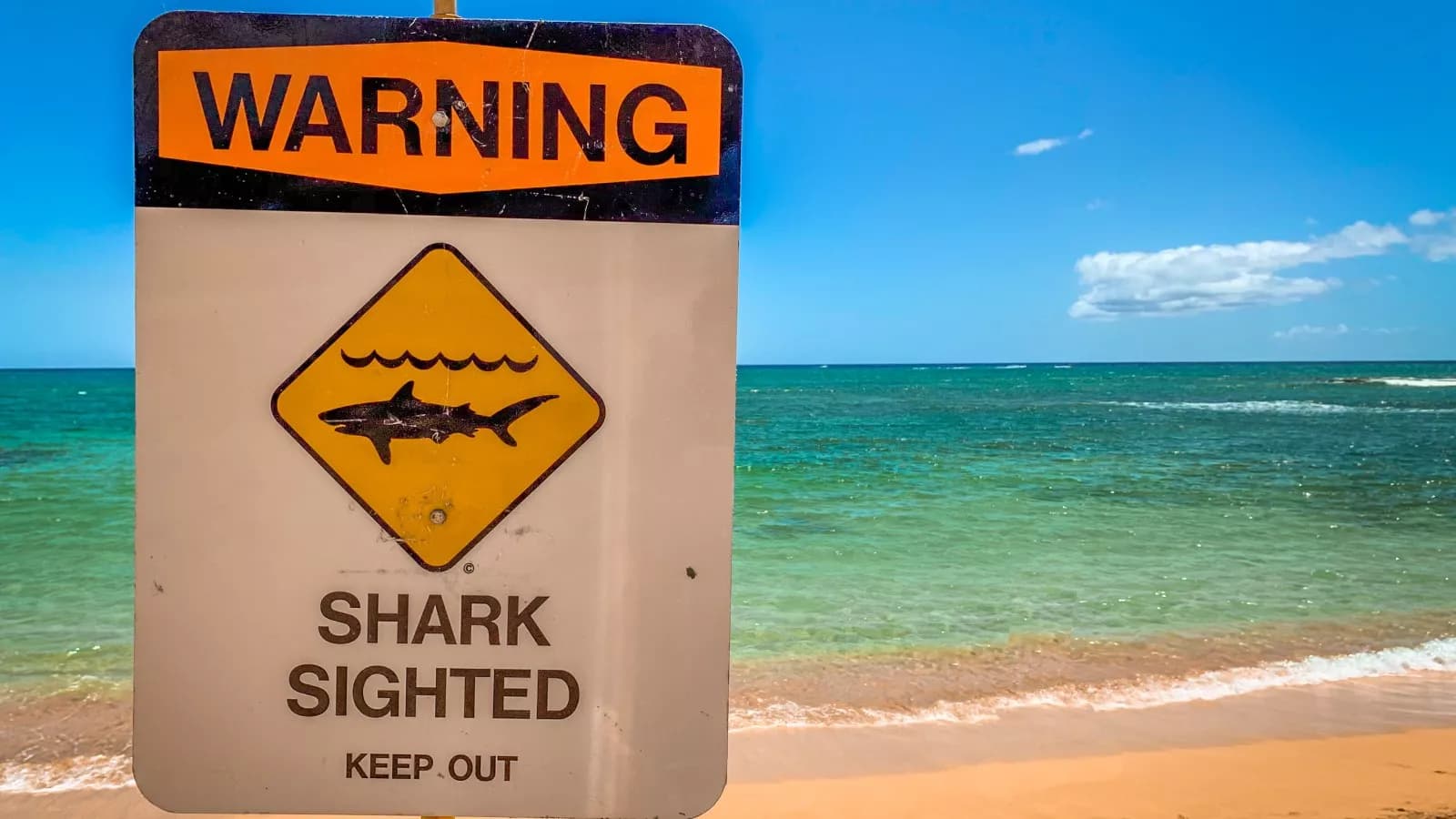Sharks Spotted Near Myrtle Beach as Hurricane Erin Approaches