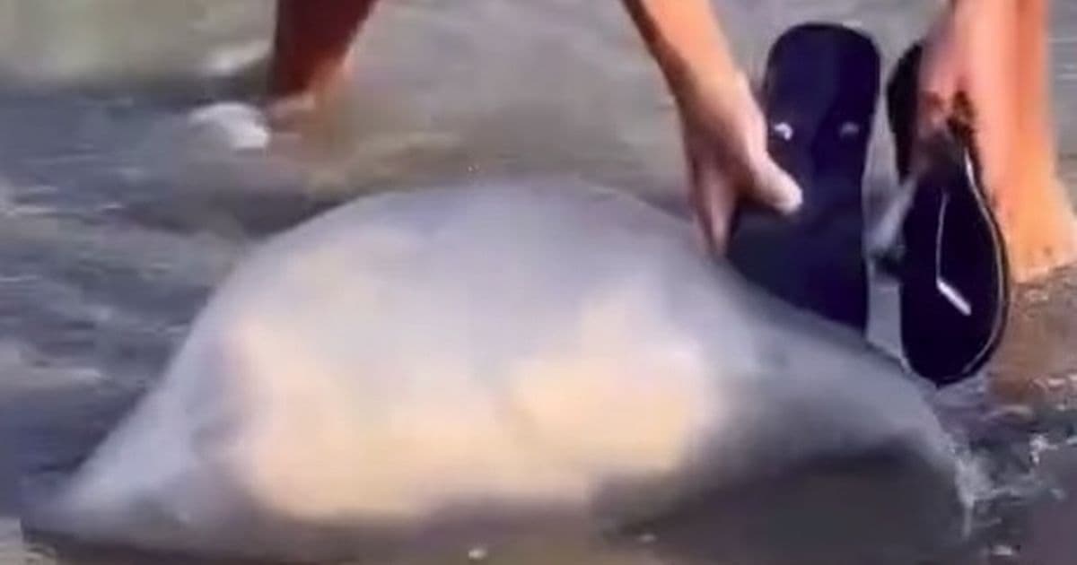 Massive Jellyfish Shocks Beachgoers in Spain