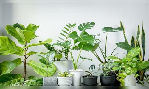 Ugaoo Blooms to ₹100 Crore ARR, Expands to 80 Stores by 2030