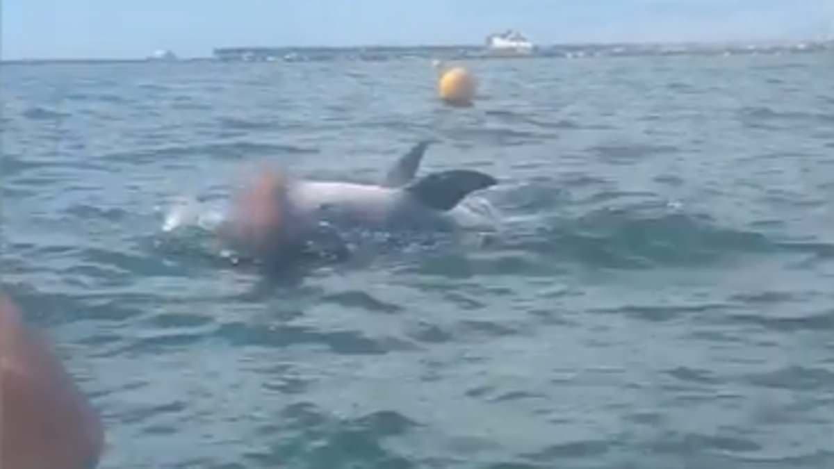 Kayakers Rescue Swimmers as Rogue Dolphin Attacks in Dorset