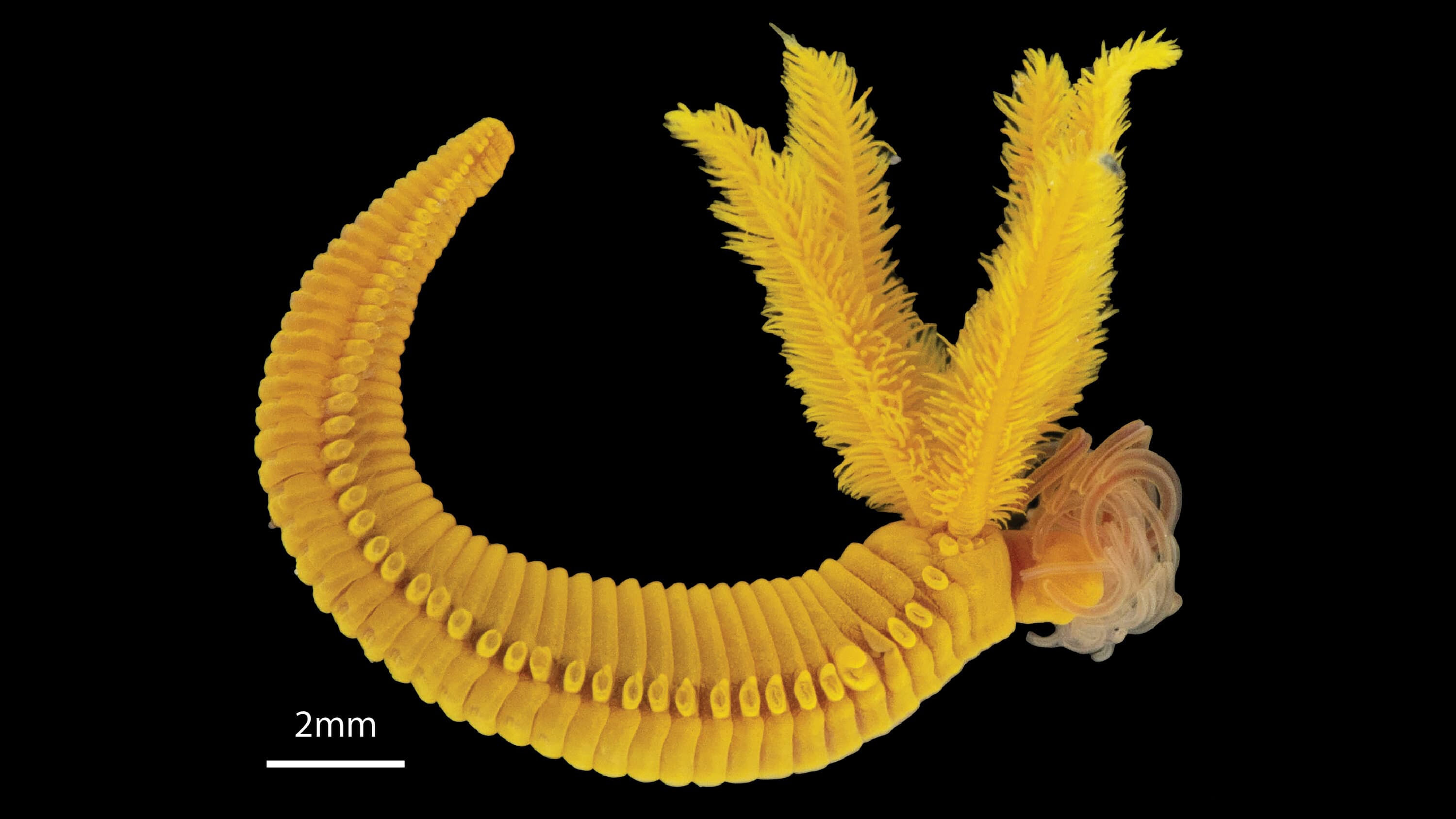 Deep-Sea Worm Transforms Deadly Arsenic Into Harmless Mineral