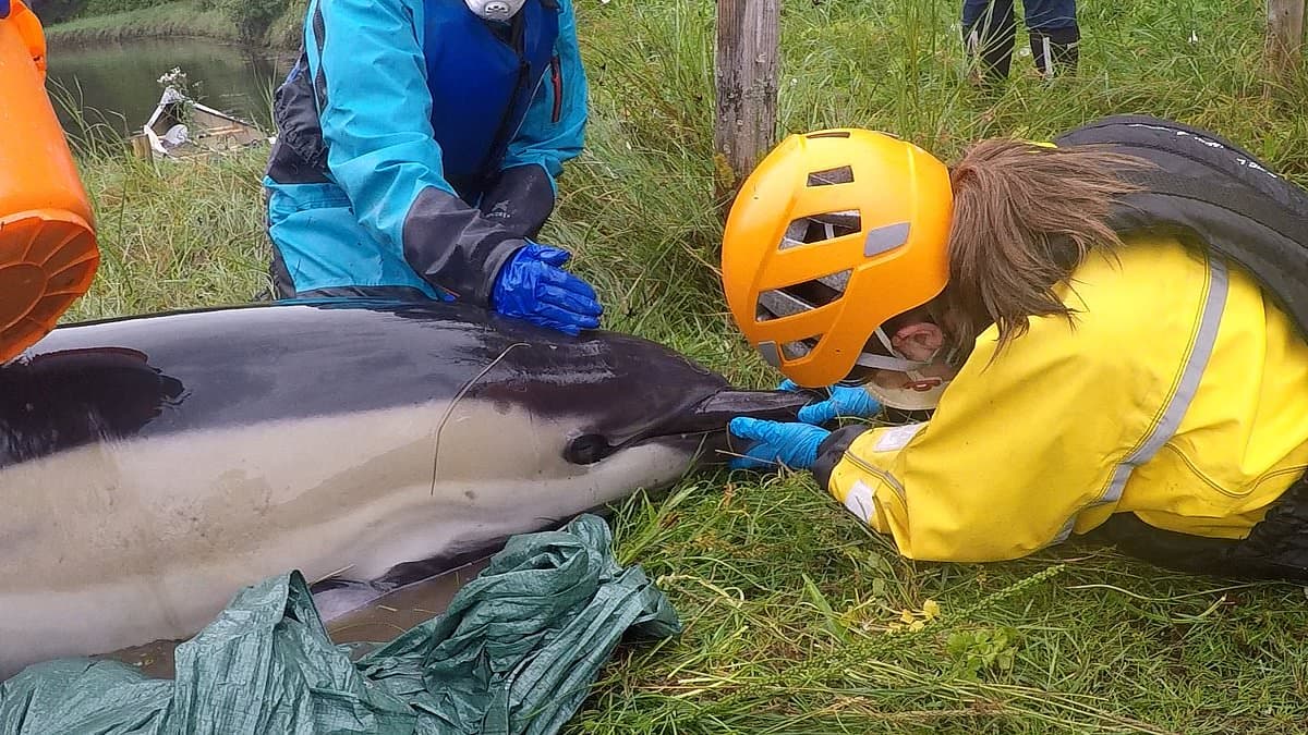 Dolphin Tragedy and Rescue: A Desperate Struggle in Cornish Mudflats
