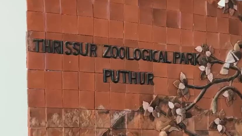 Thrissur Zoo Shuttered After Stray Dog Attack Kills 10 Deer