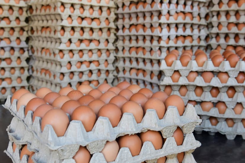 Millions of Eggs Recalled Over Salmonella Fears