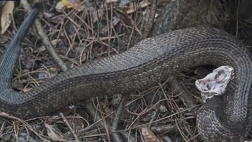 Flooded Habitats Force Venomous Snakes into Brevard County Neighborhoods