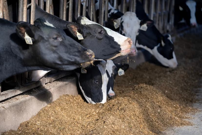 Wisconsin Farm Robbed: 800-Pound Steers Vanish
