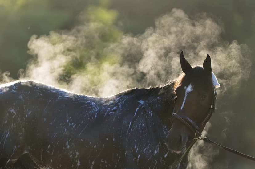 Belmont Stakes: Saratoga Hosts