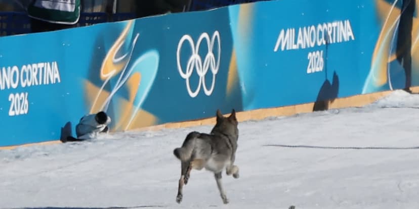 Olympic Ski Race Interrupted by Surprise Canine Competitor