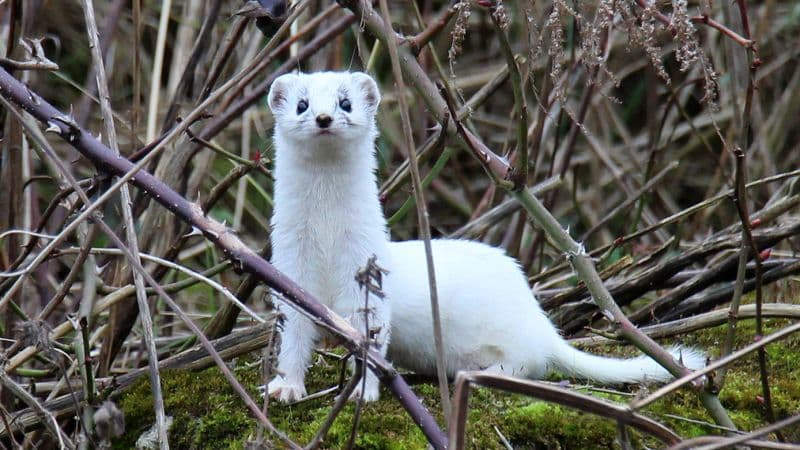Stoats: Winter Games Mascots With a Fierce Past