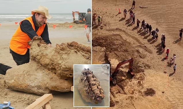 20 Million Year Old Whale Found on Australia's Coast