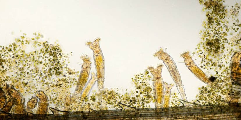 Ancient Life Revived After 24,000 Years