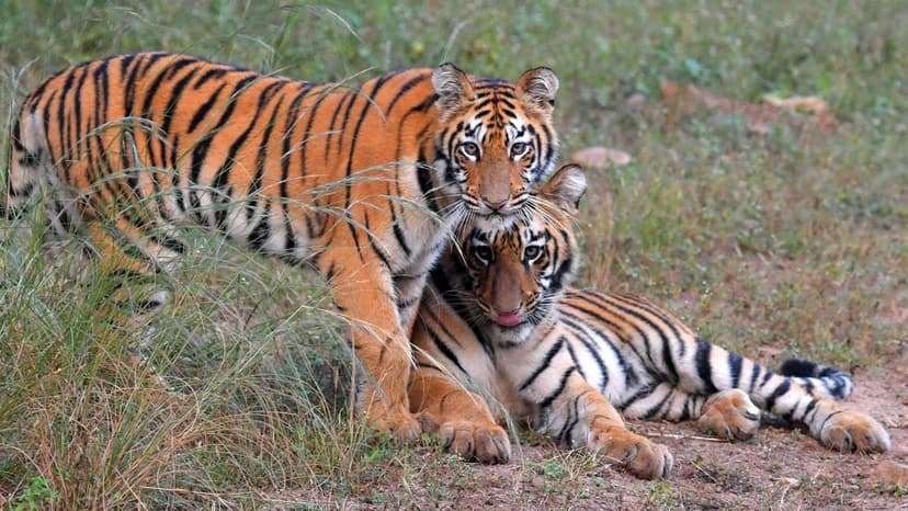 Telangana's Tiger Census Plagued by Funding and Manpower Woes