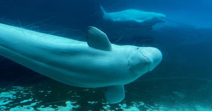 Whale Rescue: 30 Belugas Find New Homes in US & Spain