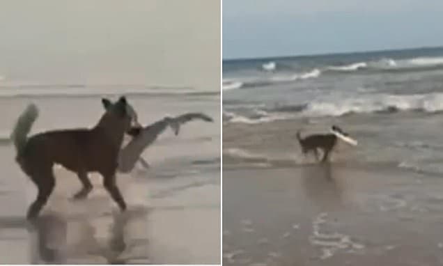 Dingo Snatches Baby Shark from Beach in Shocking Encounter