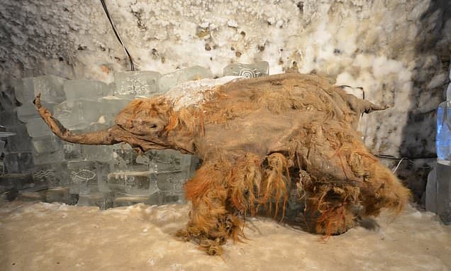 Oldest Woolly Mammoth RNA Extracted from 40,000-Year-Old Siberian Remains