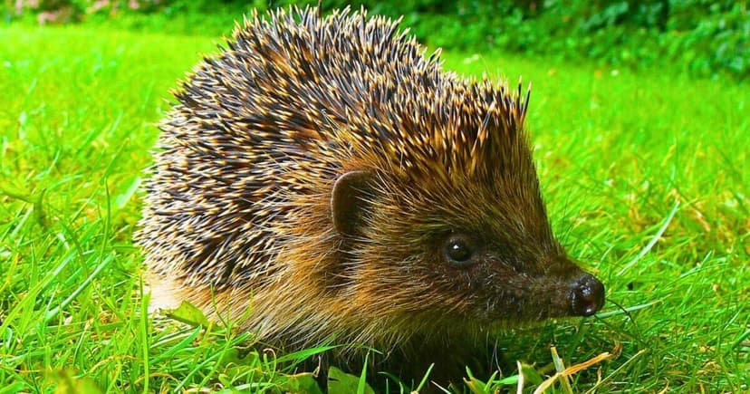 Experts Warn: Feeding Hedgehogs Milk Can Cause Them Harm