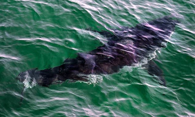 Sharks Get New Protections: Trade Bans for Over 70 Species