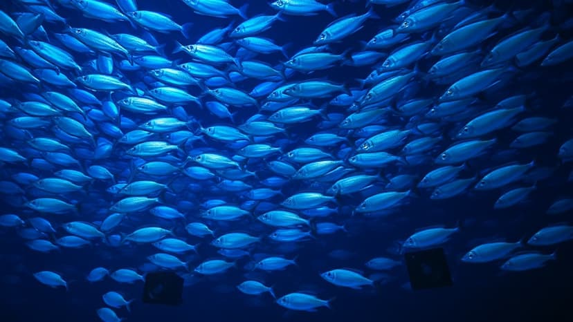 'Fish Disco' Sounds Billions to Save Marine Life
