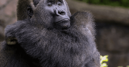Beloved Breakdancing Gorilla Zola Dies at Dallas Zoo