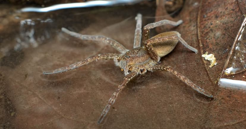 Fen Raft Spider Stages Remarkable Comeback in UK Homes