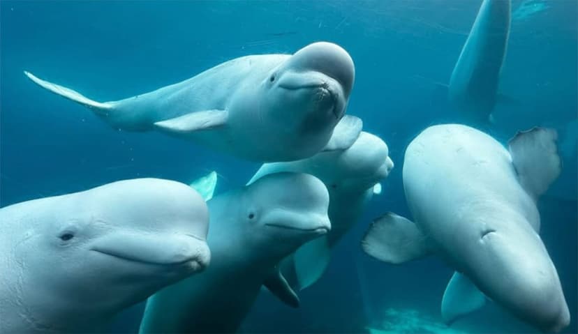 Canada Greenlights First Whale Sanctuary, Offering Captive Whales a Path to Freedom