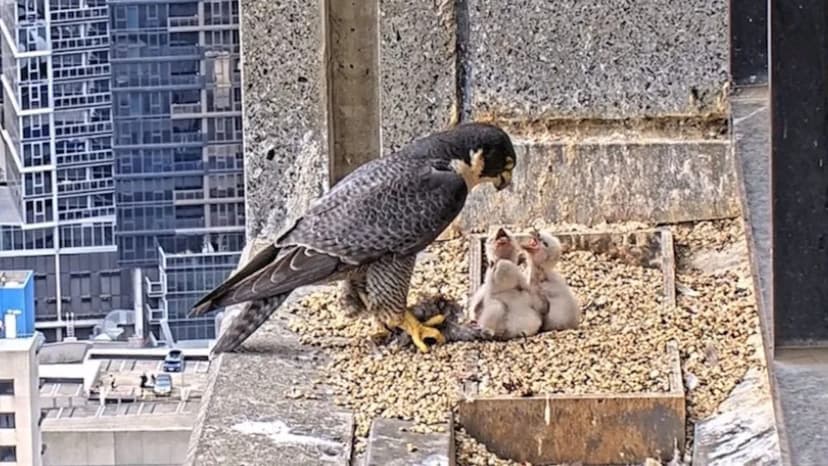 Peregrine Falcons Captivate Aussies with Dramatic Nest Antics