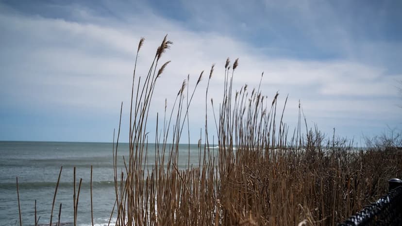 Saltmarsh Sparrows Threatened with Extinction as Coastal Marshes Drown